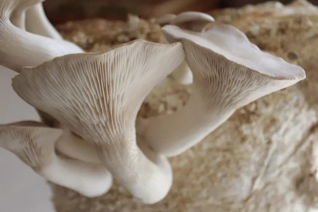 How To Sterilize Mushroom Substrate Without A Pressure Cooker Mushroom