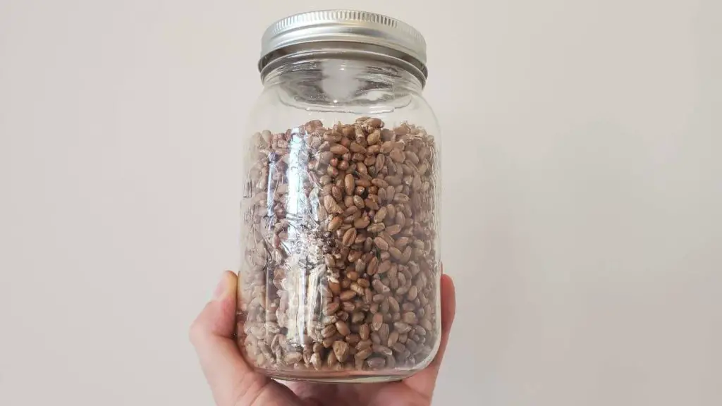 How To Sterilize Grain Without Pressure Cooker