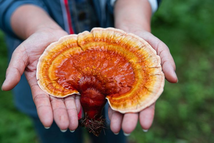 Reishi Mushroom held in hand