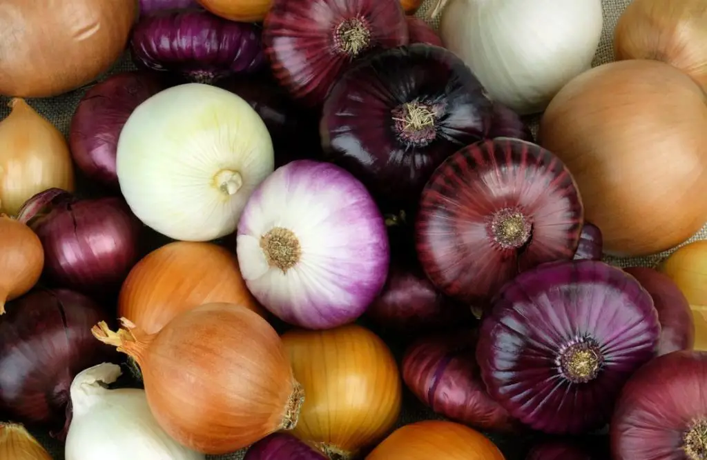 pile of red, white and yellow onions for fajitas