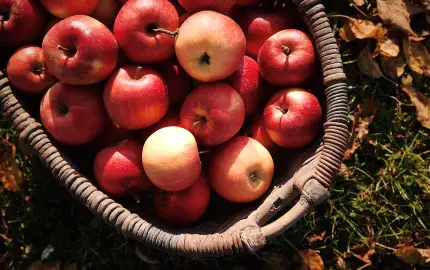 red apples in a basket