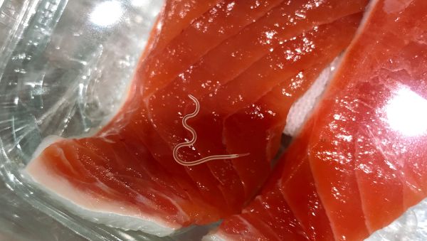 worm in a sliced raw salmon - worms in meat