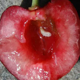 worm inside a half of cherry 