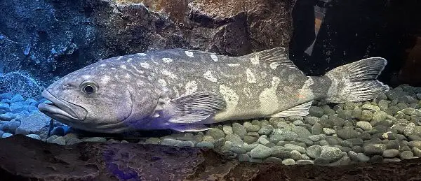skil fish 