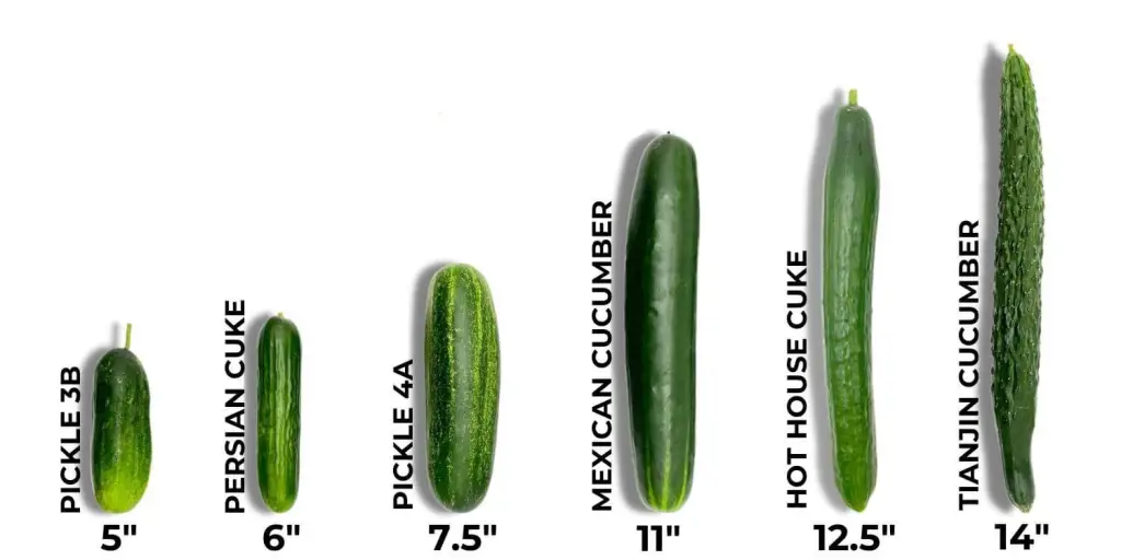 Cucumber Types
